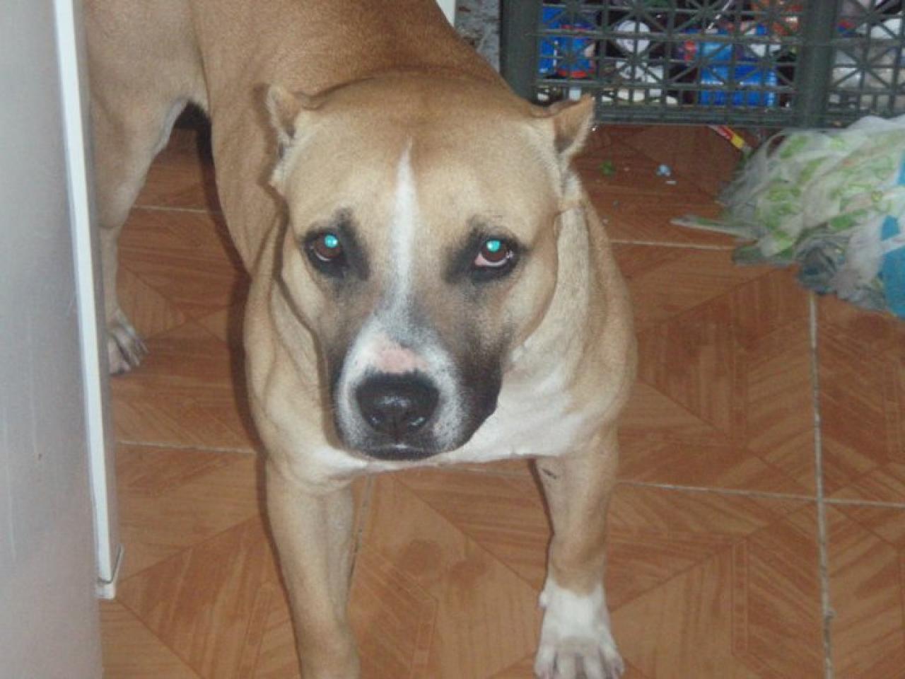 Photo of the dog