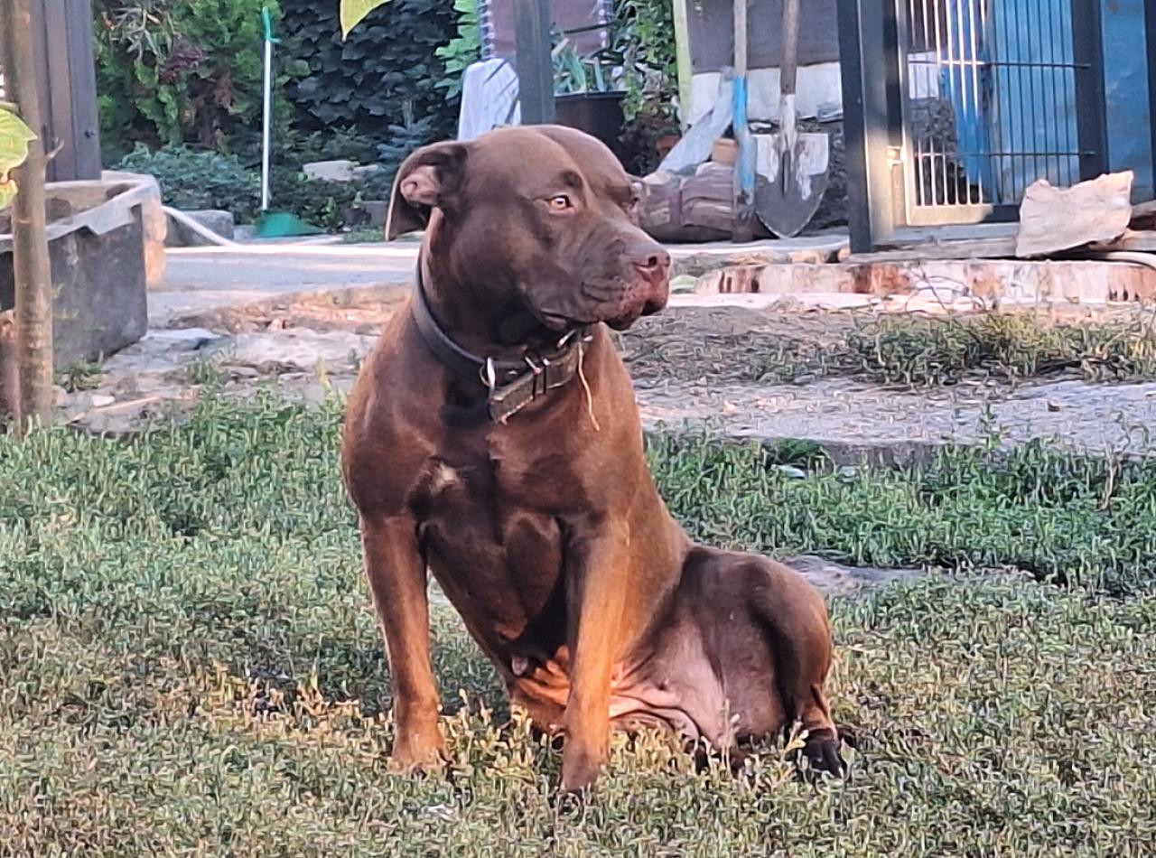 Photo of the dog