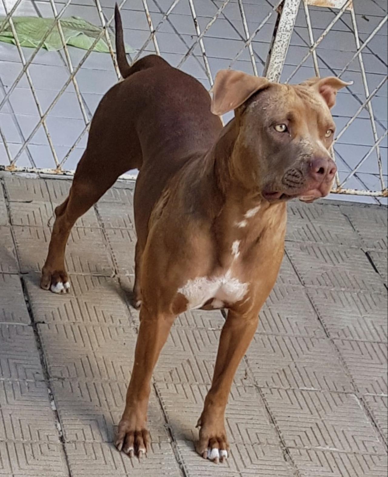 Photo of the dog