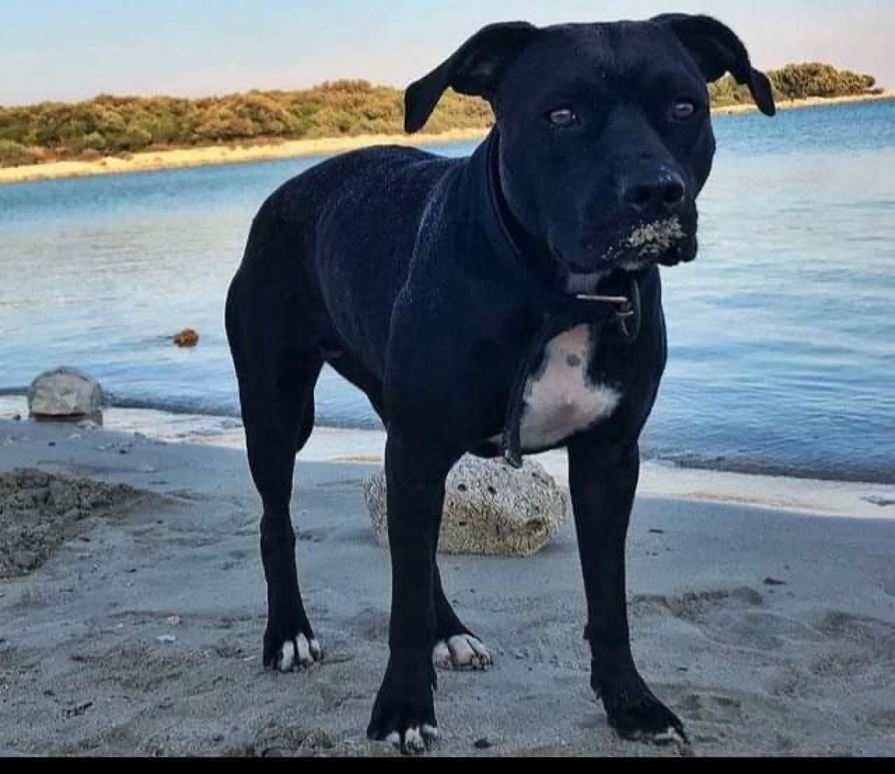 Photo of the dog