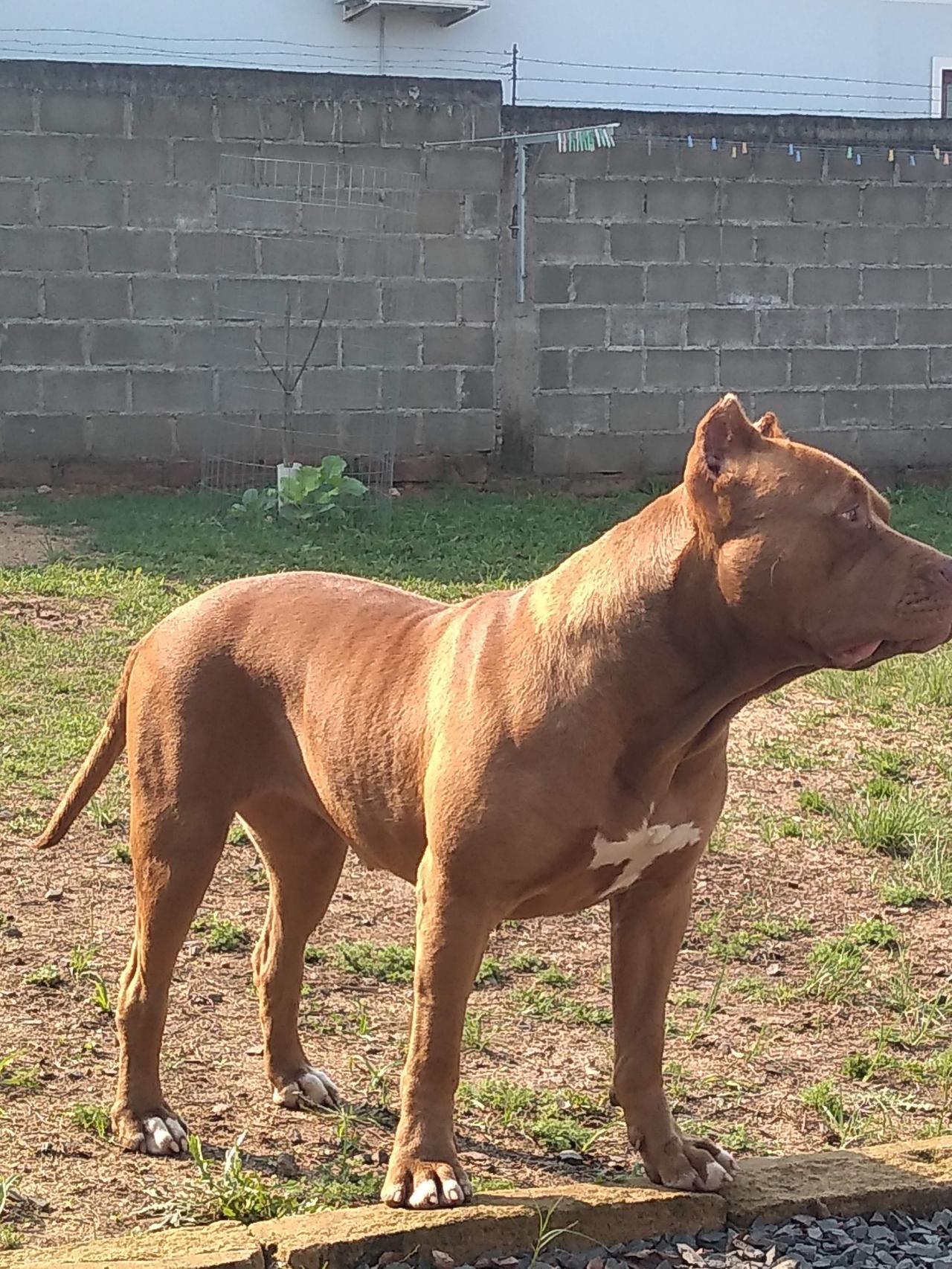 Photo of the dog