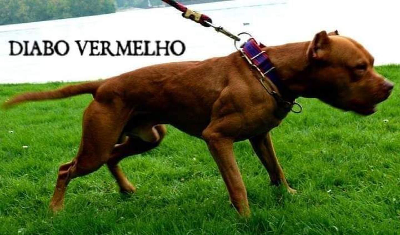 Photo of the dog