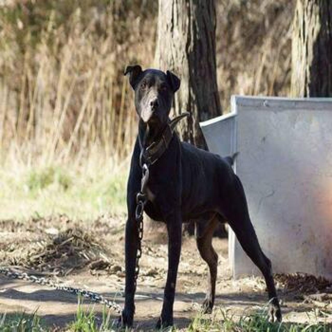 Photo of the dog