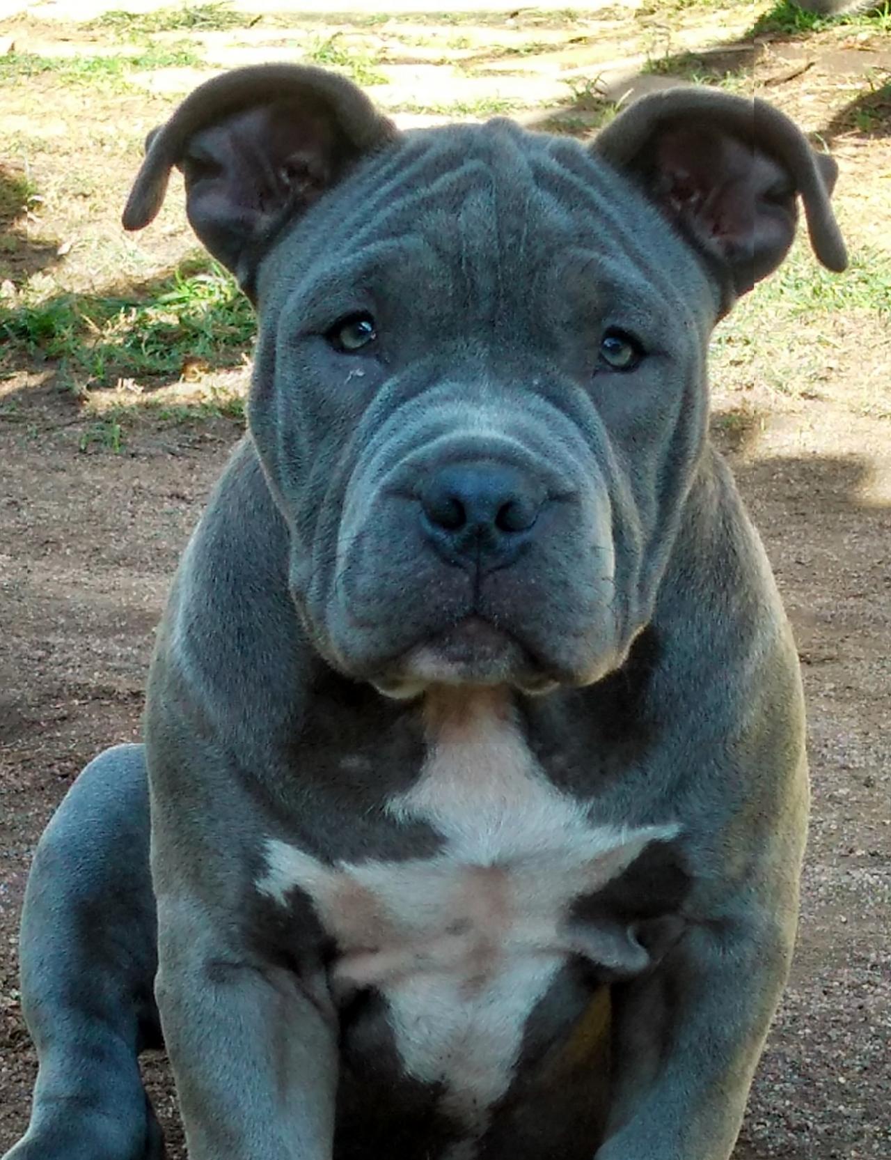 Photo of the dog