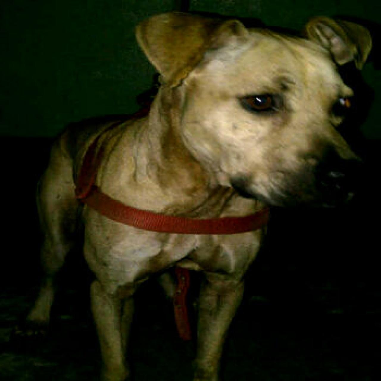 Photo of the dog