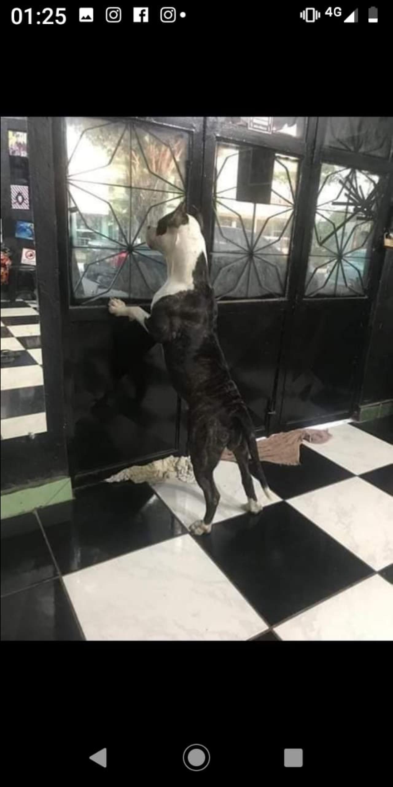 Photo of the dog