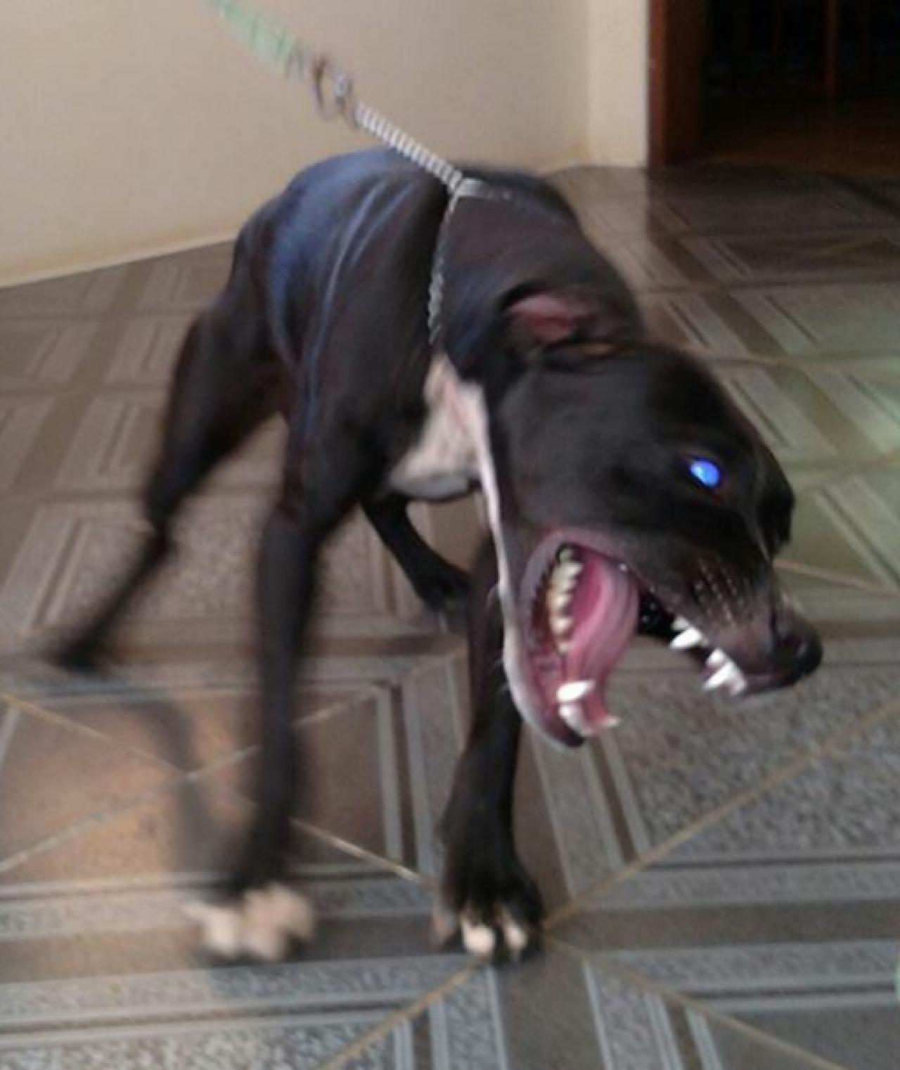 Photo of the dog