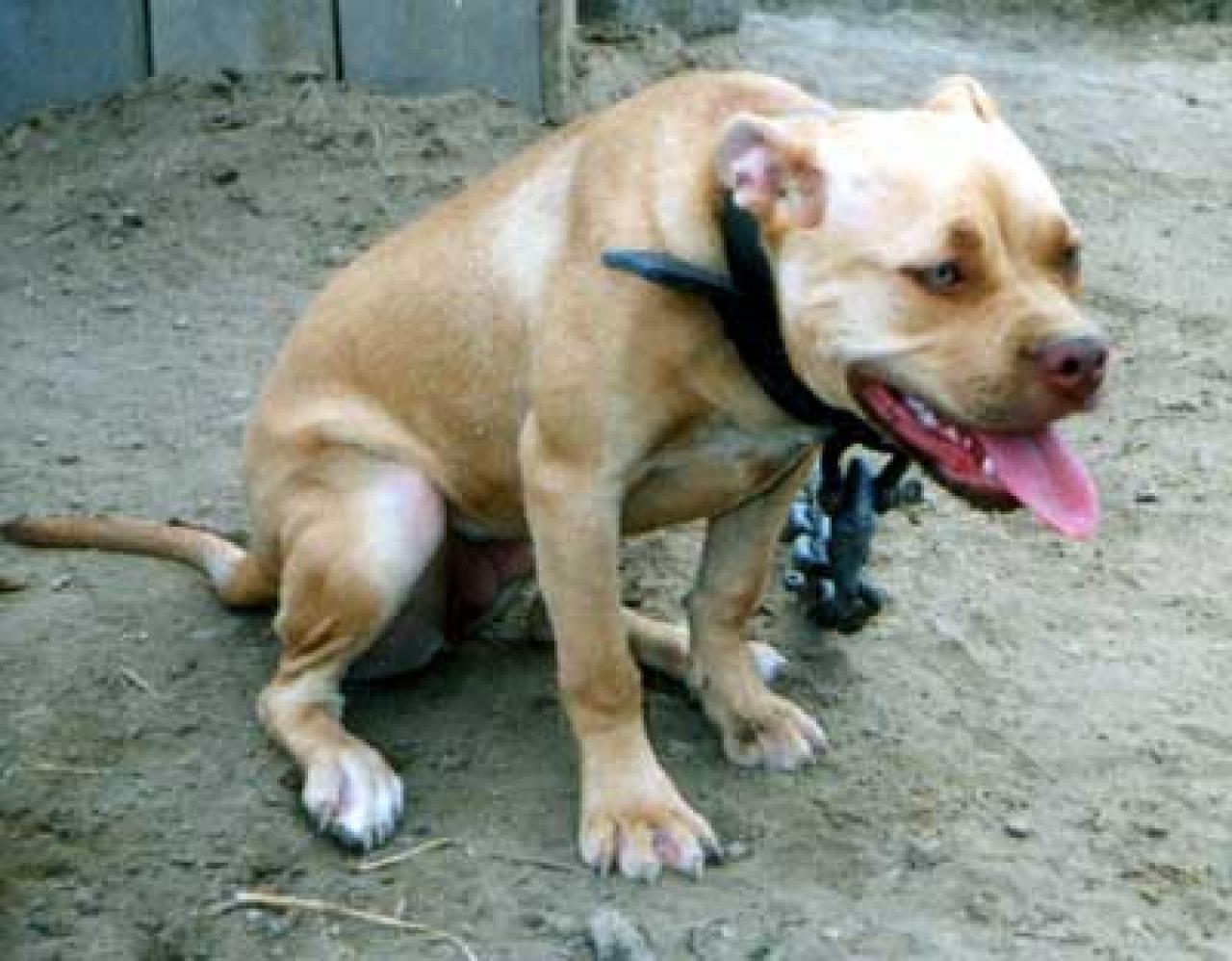 Photo of the dog