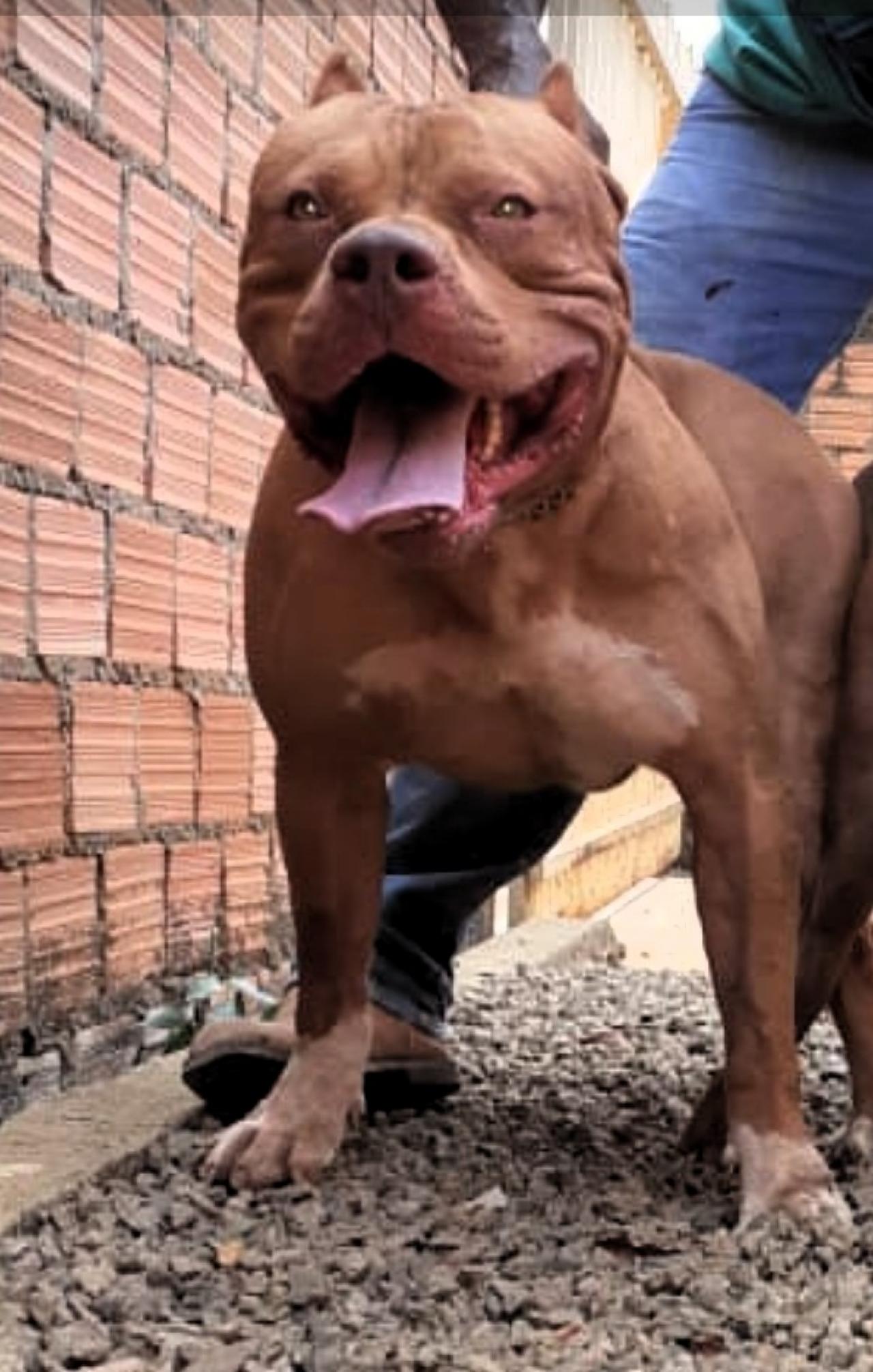 Photo of the dog