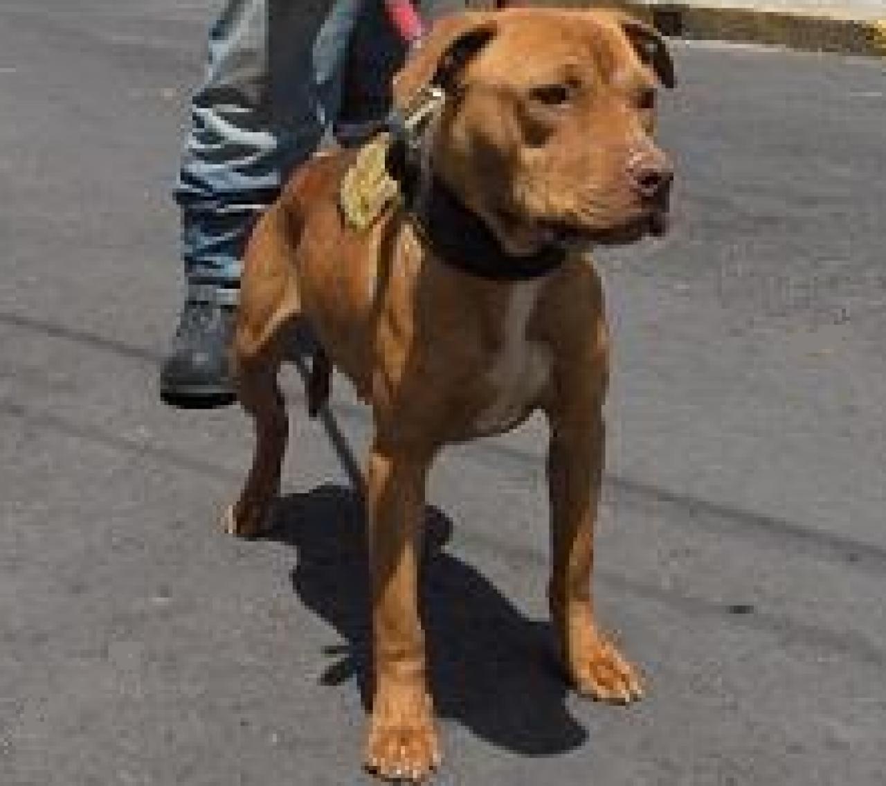 Photo of the dog