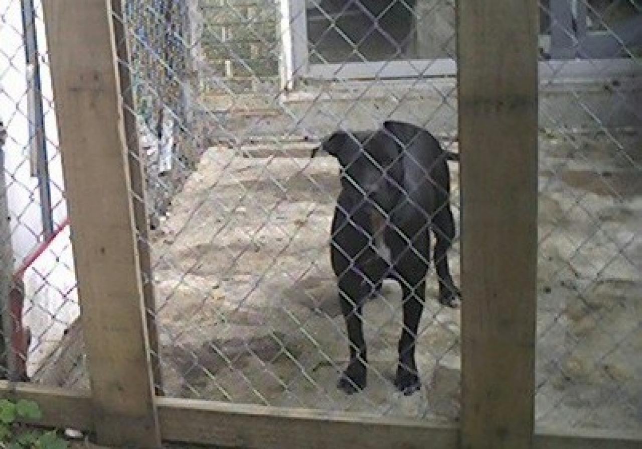 Photo of the dog