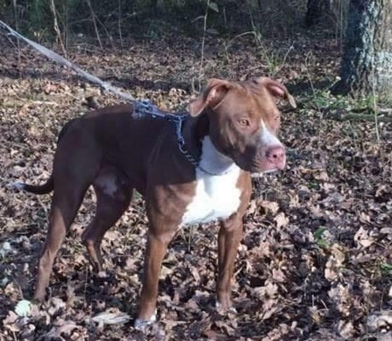 Photo of the dog