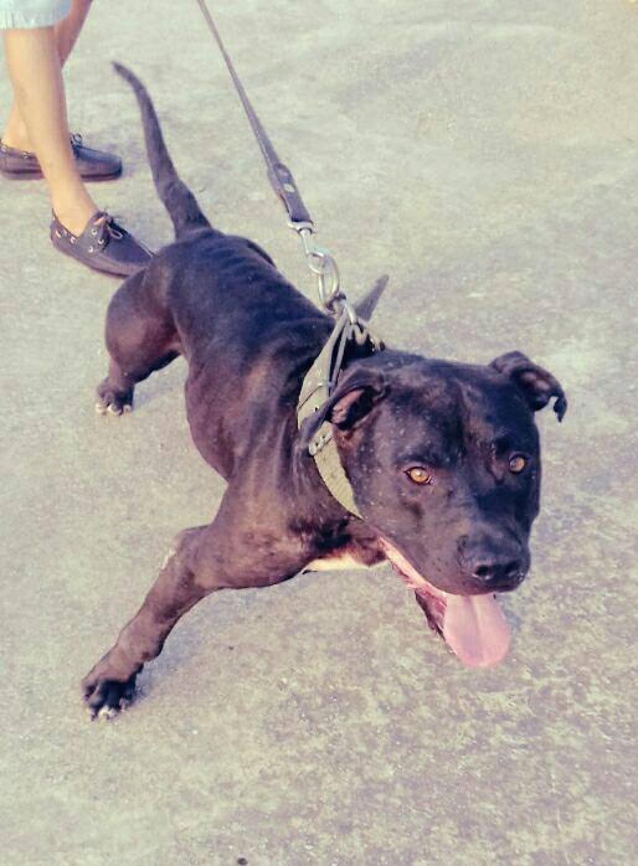 Photo of the dog