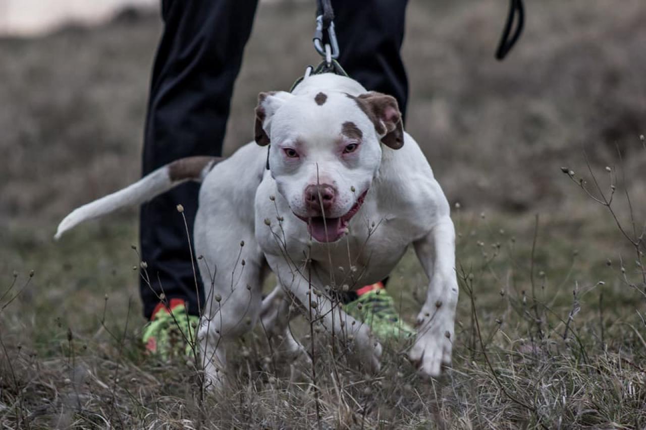 Photo of the dog