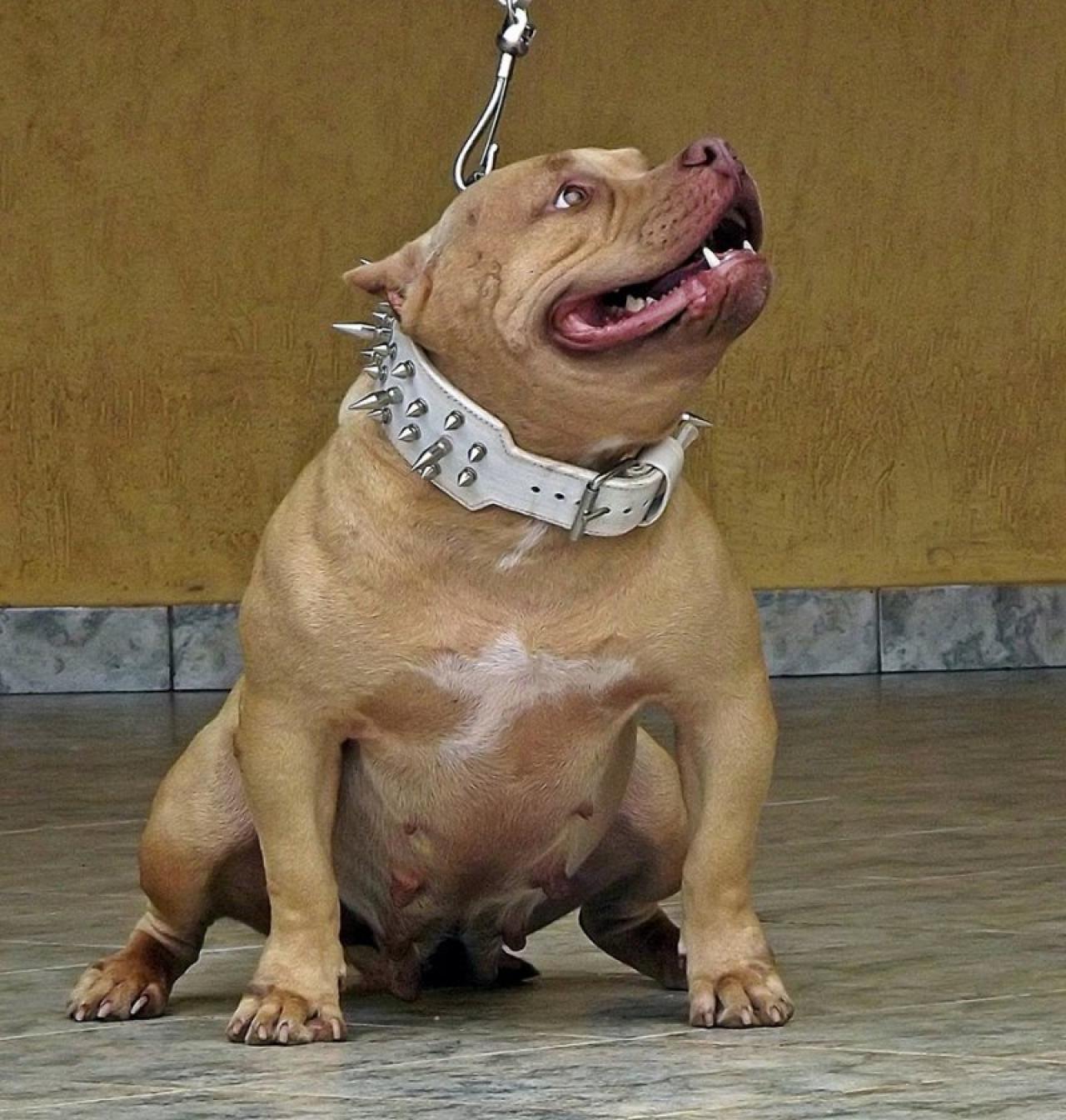 Photo of the dog