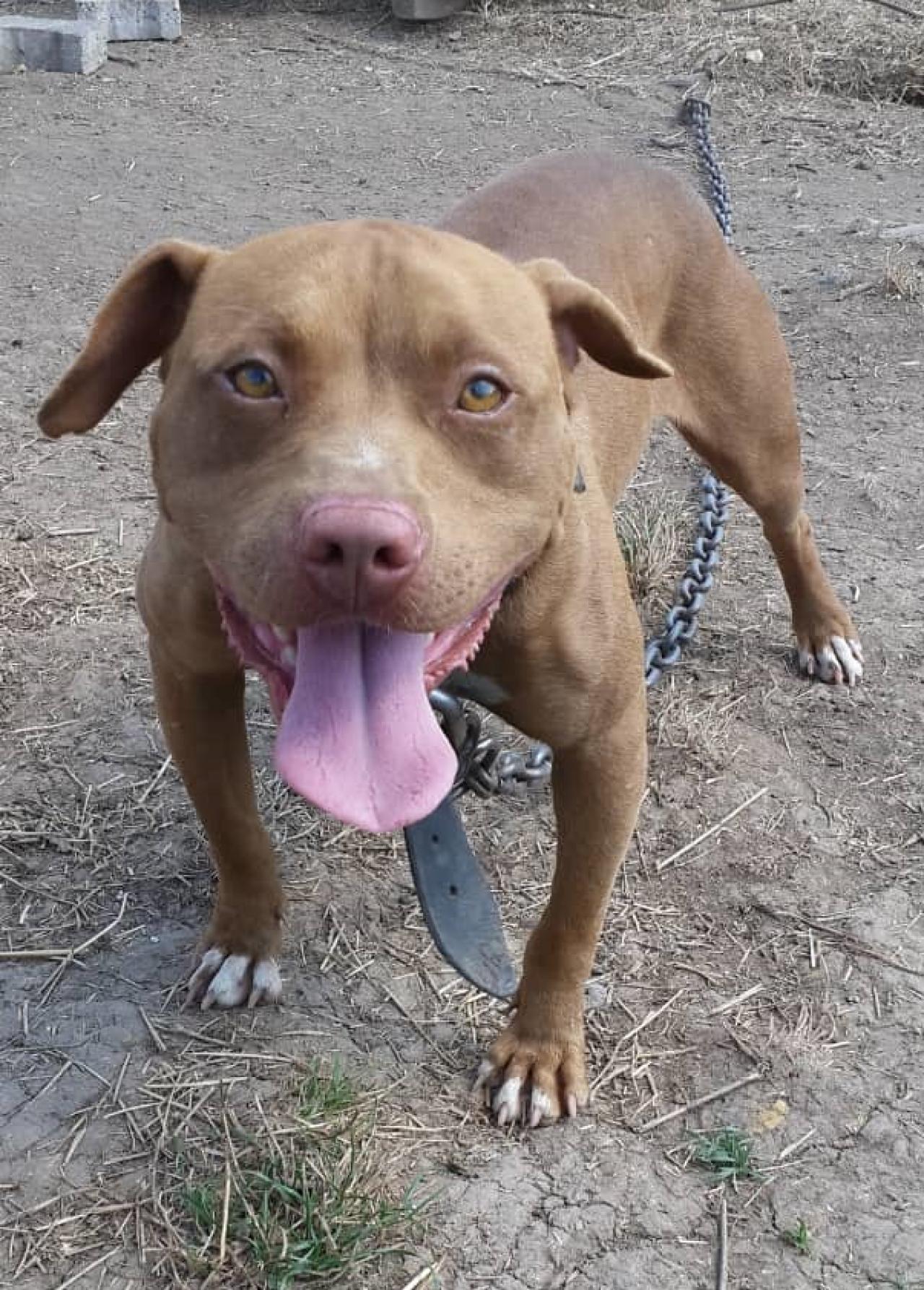 Photo of the dog
