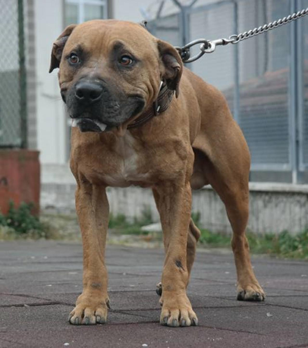 Photo of the dog