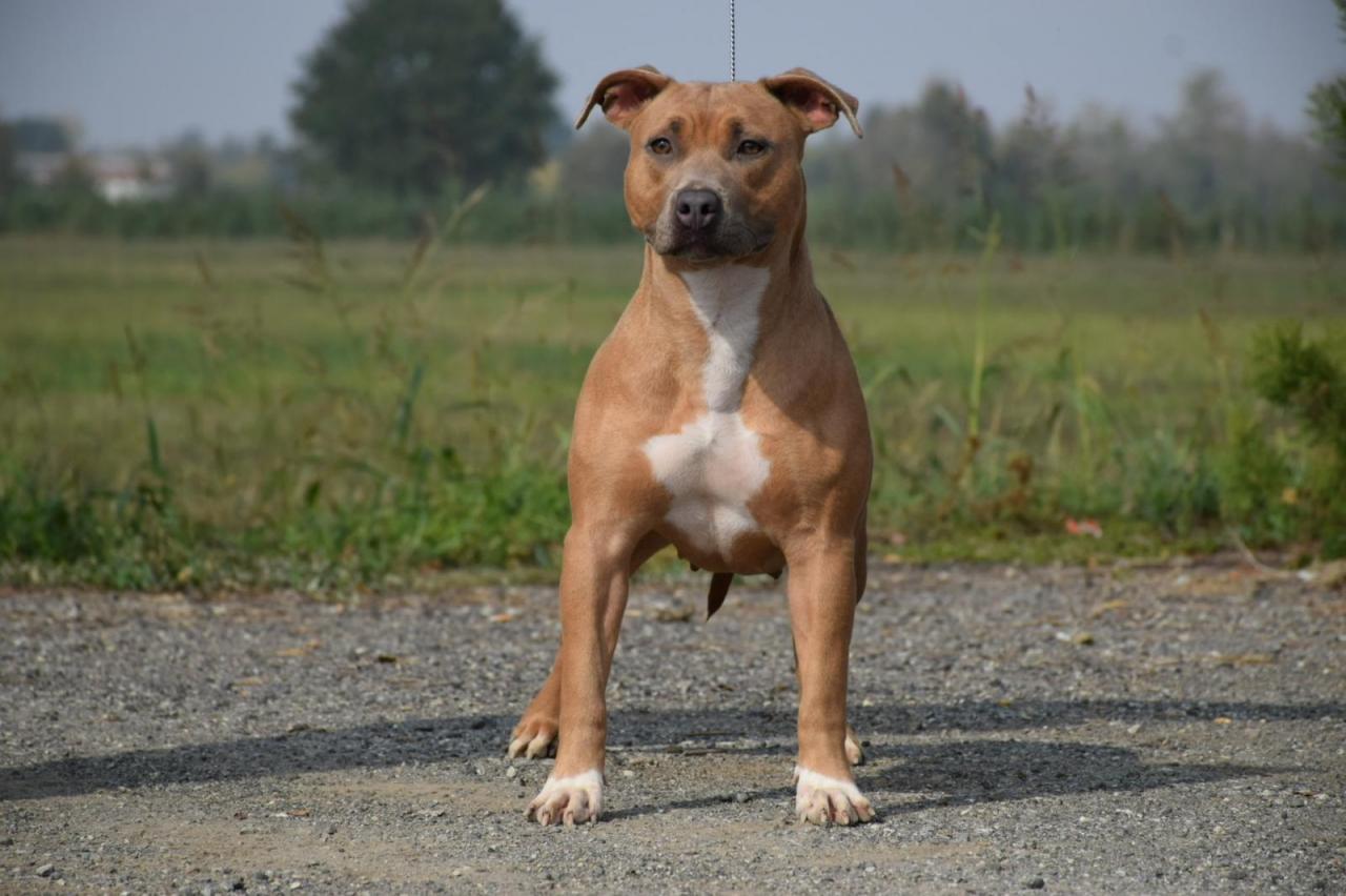 Photo of the dog