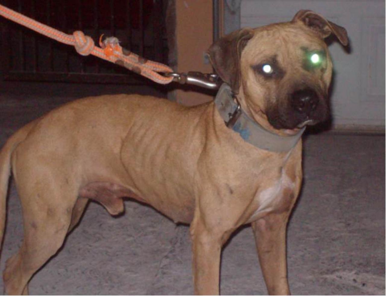 Photo of the dog
