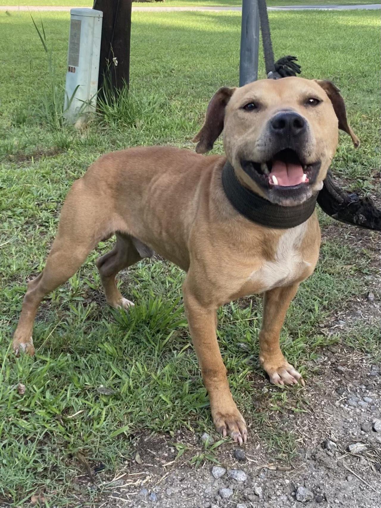 Photo of the dog