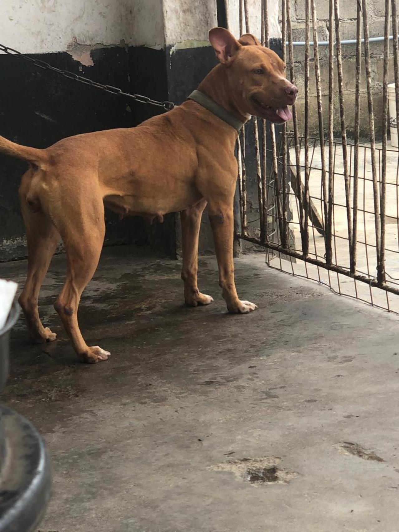 Photo of the dog