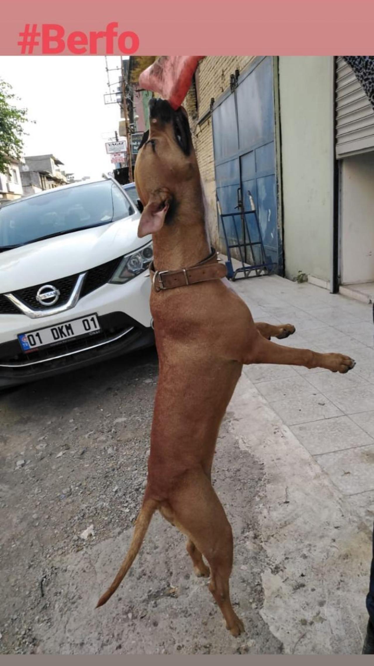 Photo of the dog