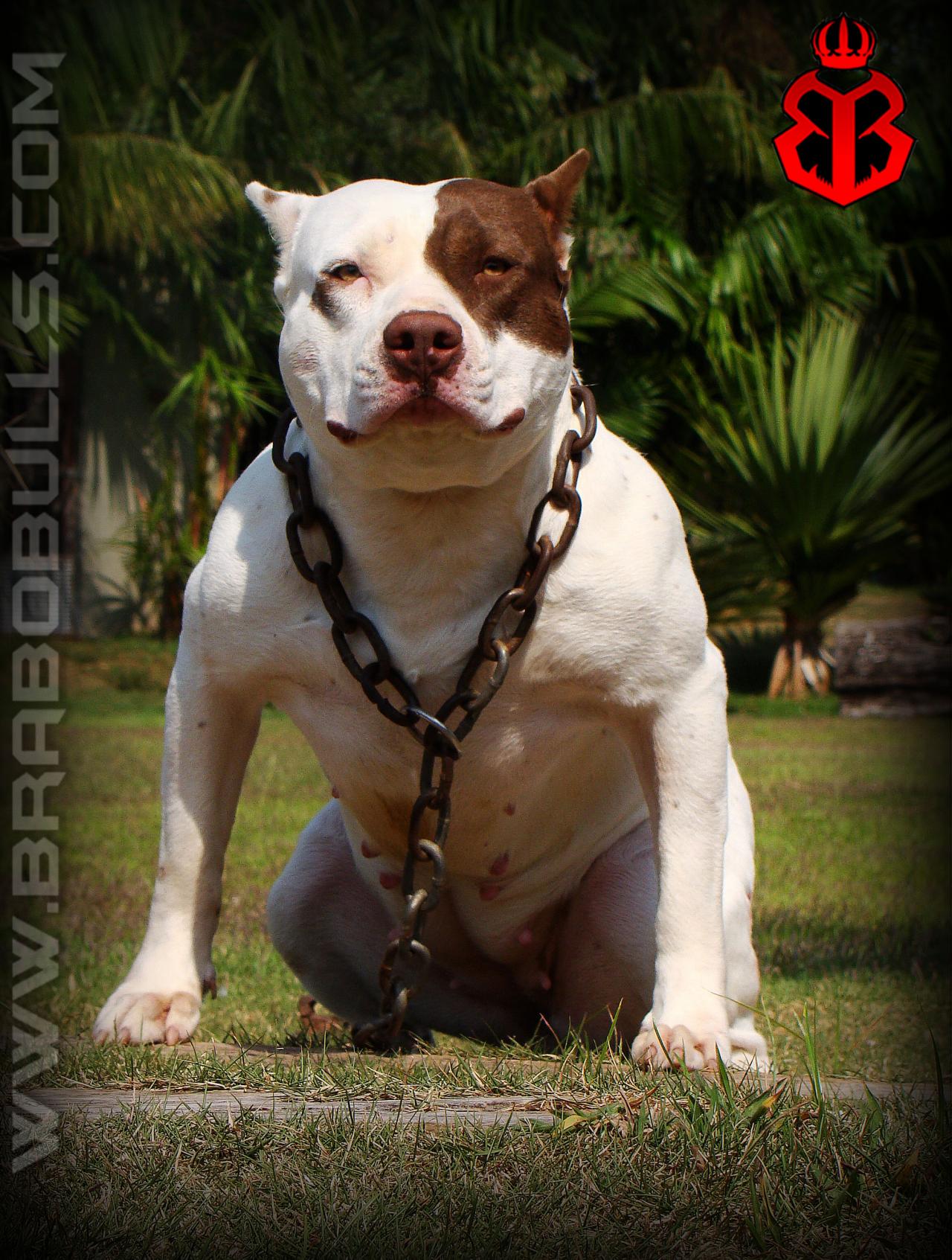 Photo of the dog