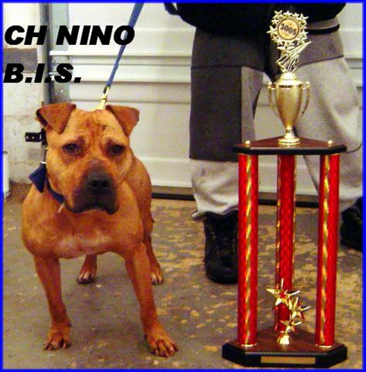 Photo of the dog
