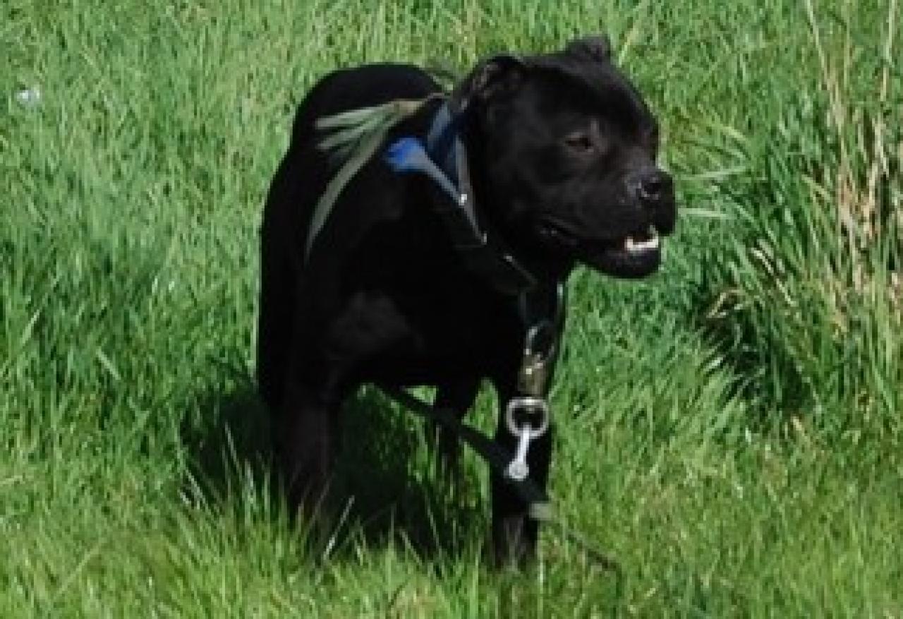 Photo of the dog