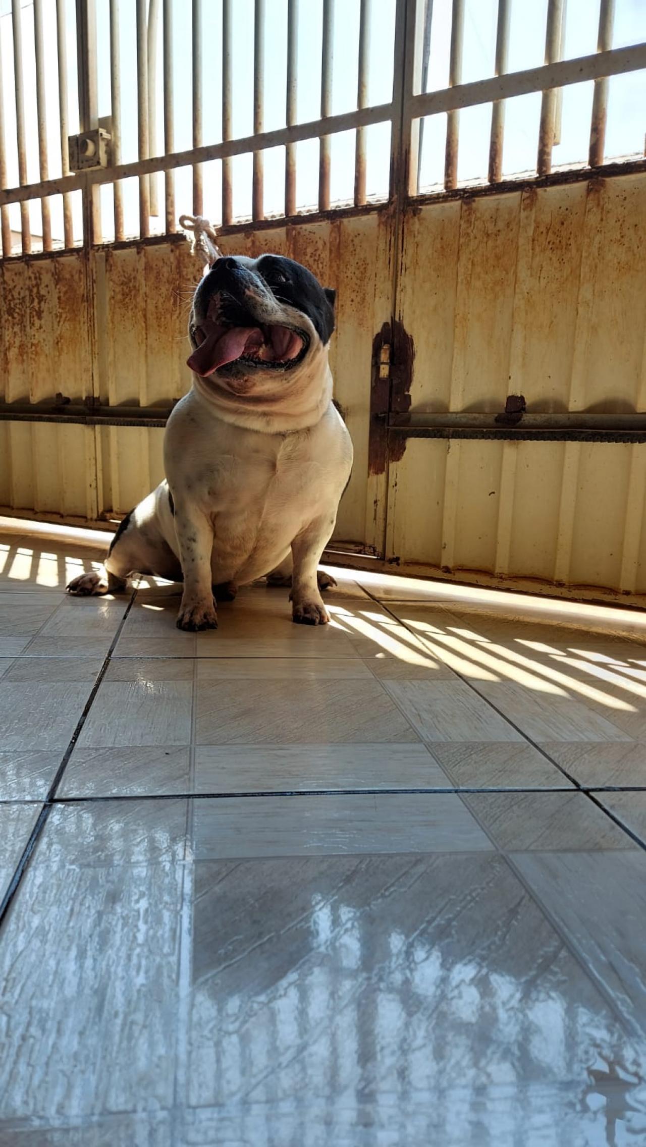 Photo of the dog