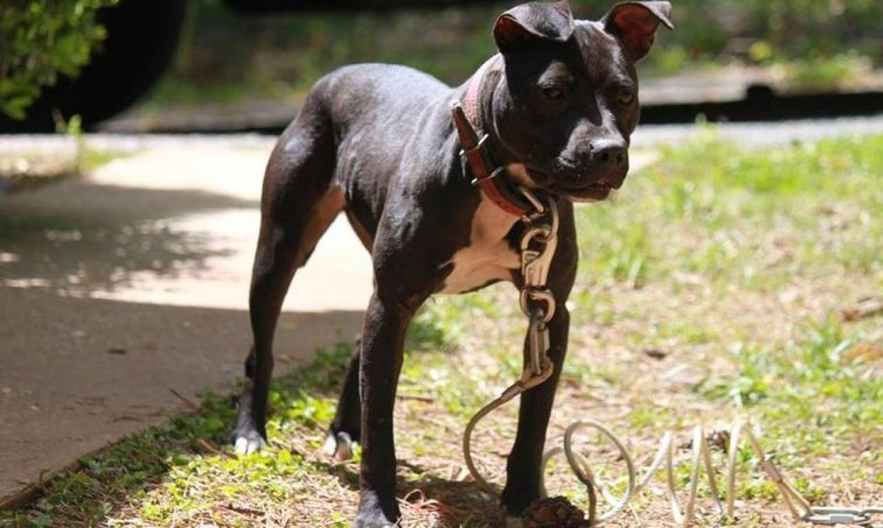 Photo of the dog