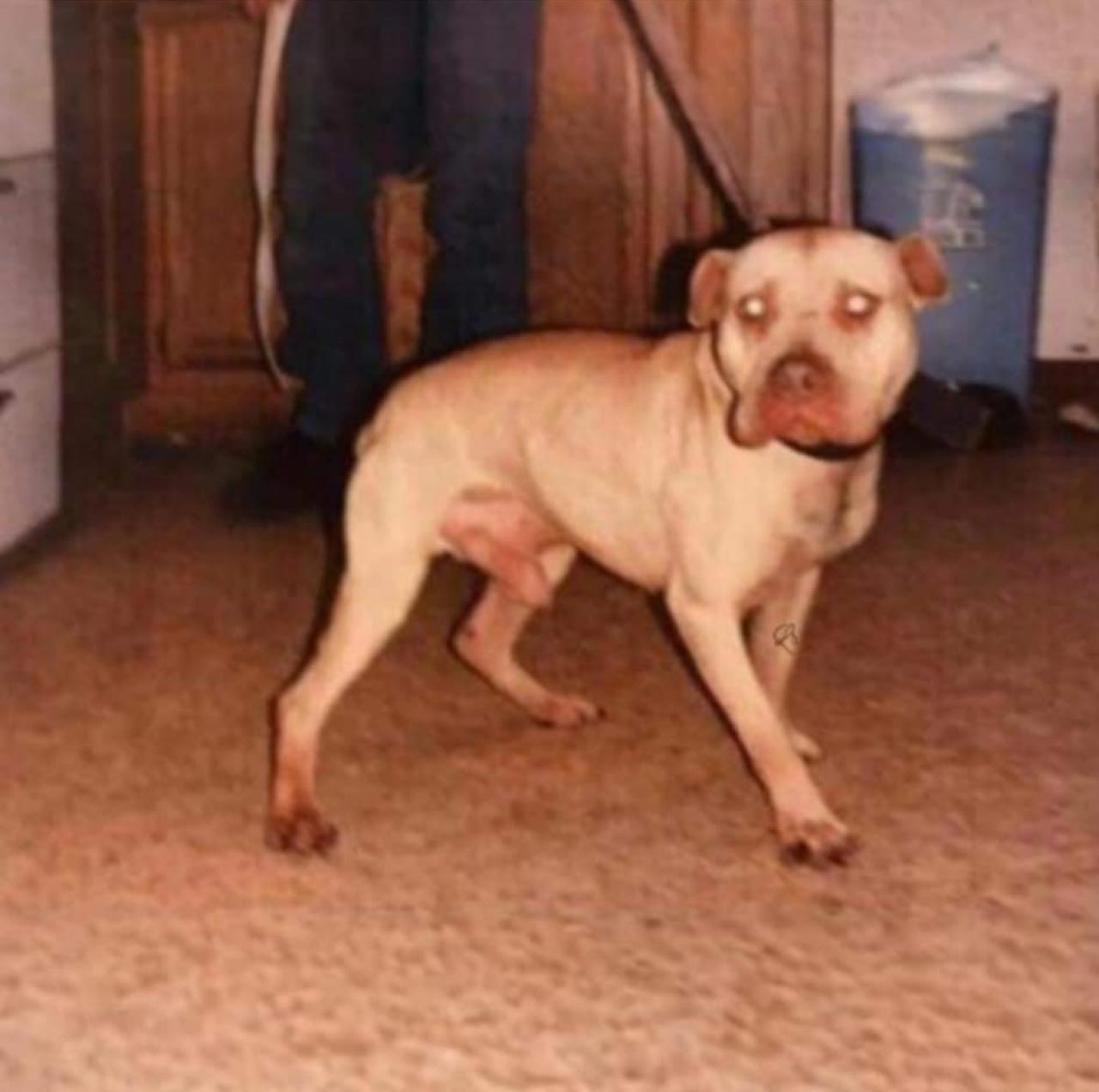 Photo of the dog
