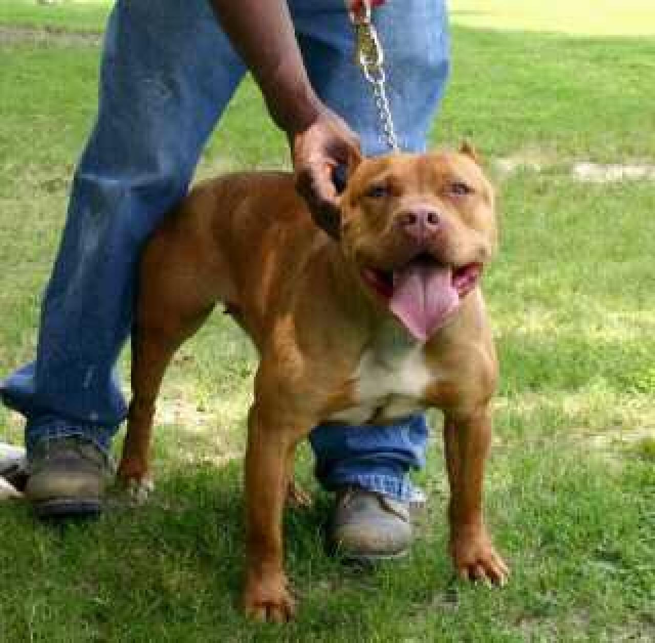 Photo of the dog