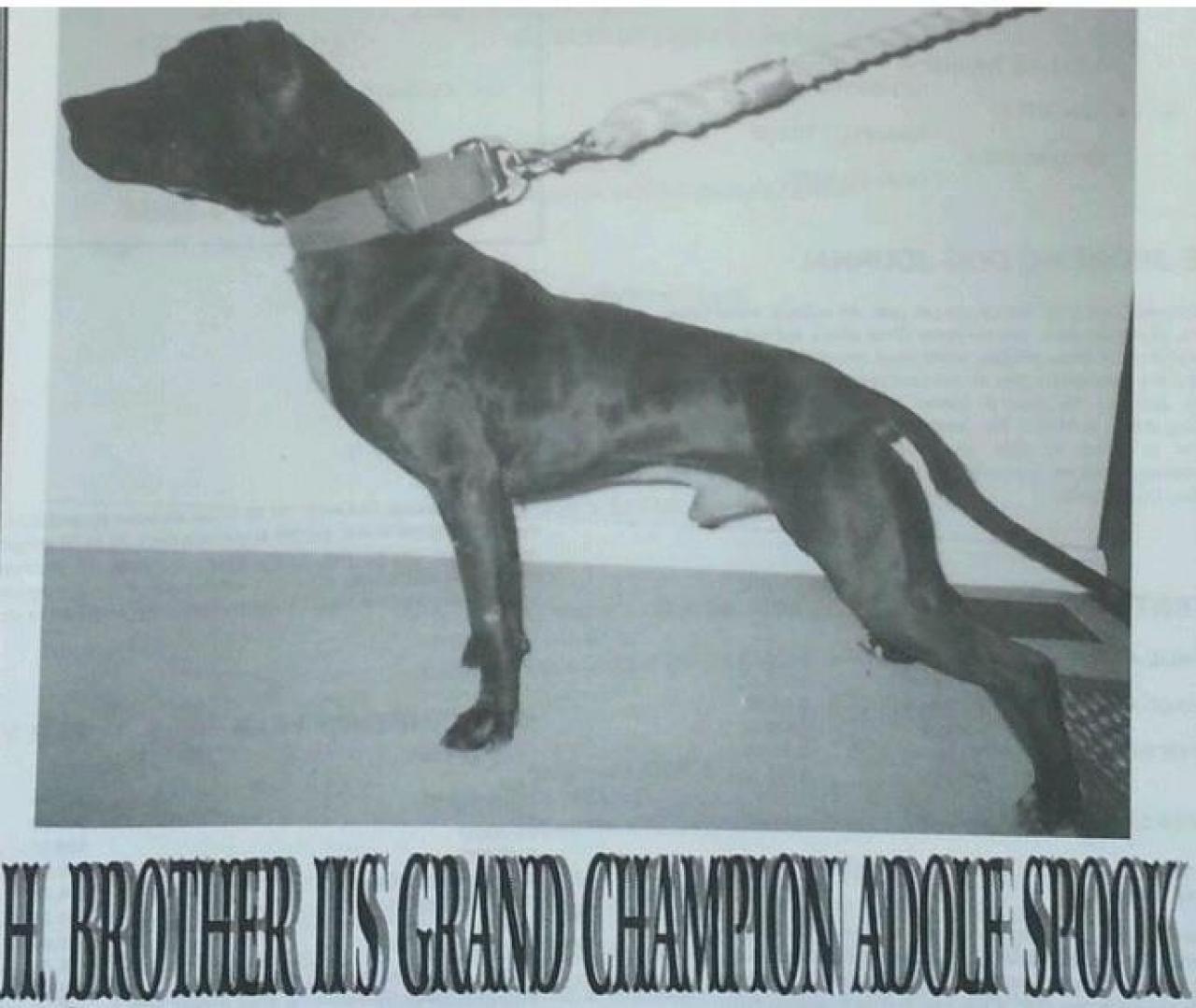 Photo of the dog