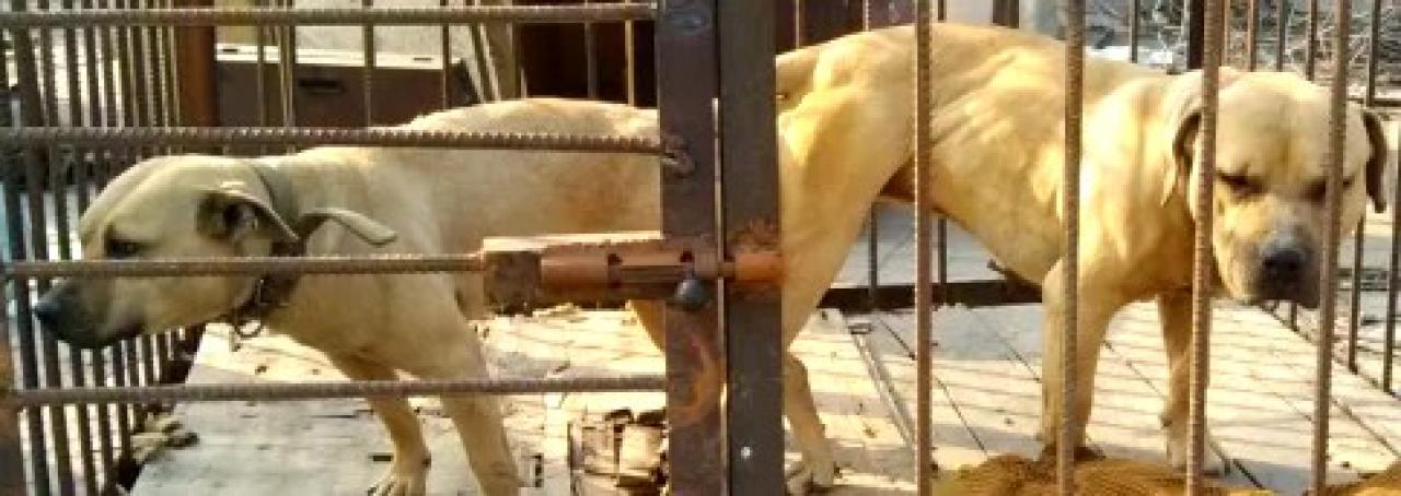 Photo of the dog