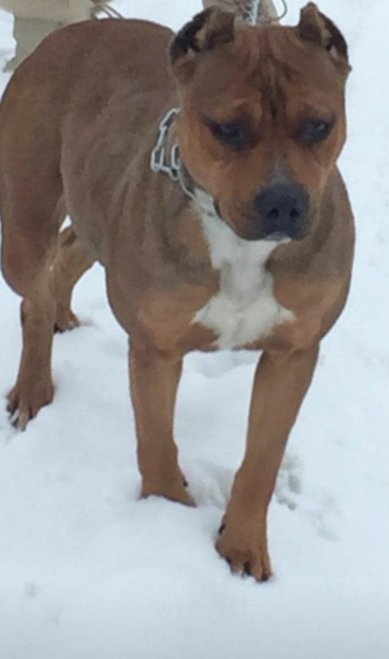 Photo of the dog