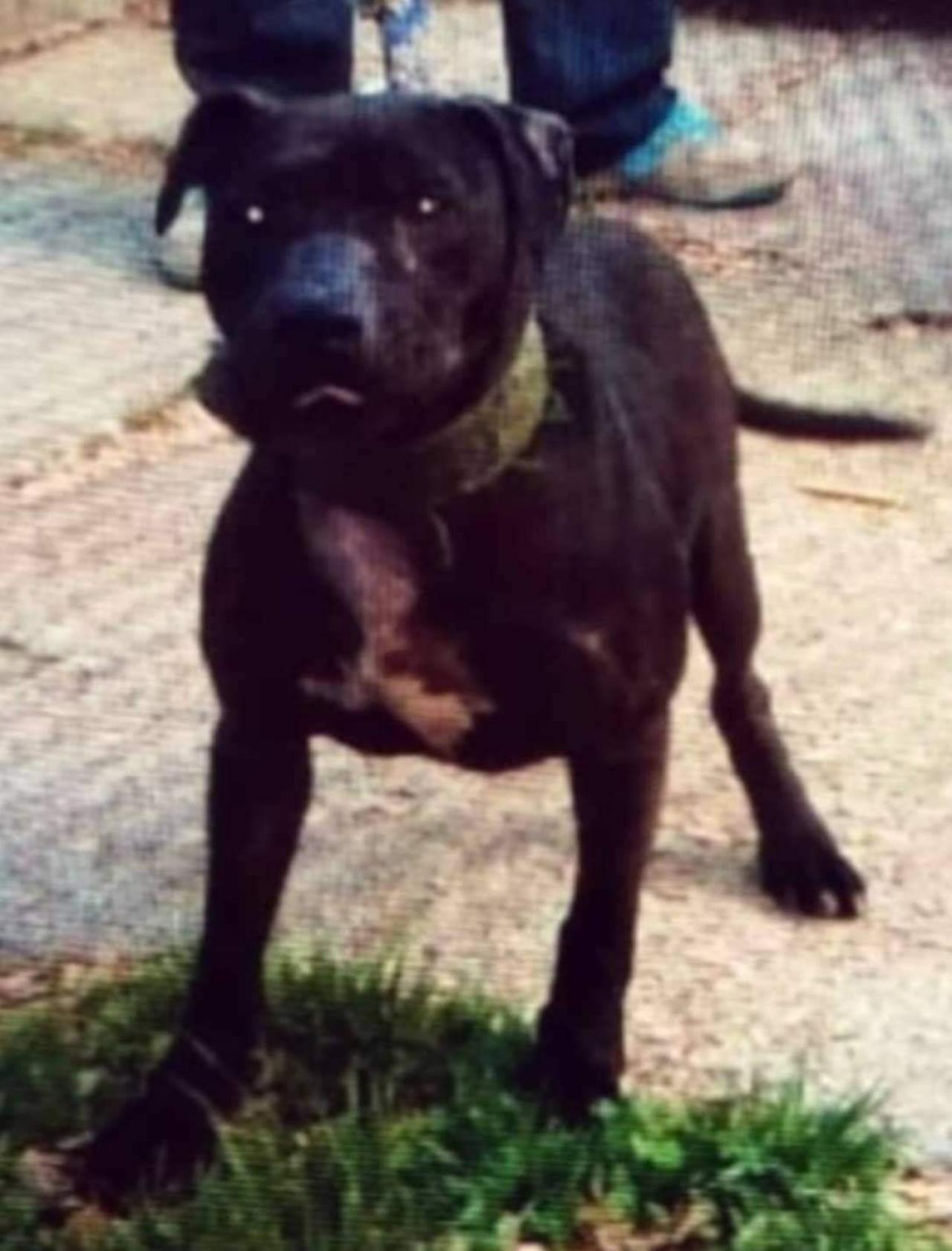 Photo of the dog