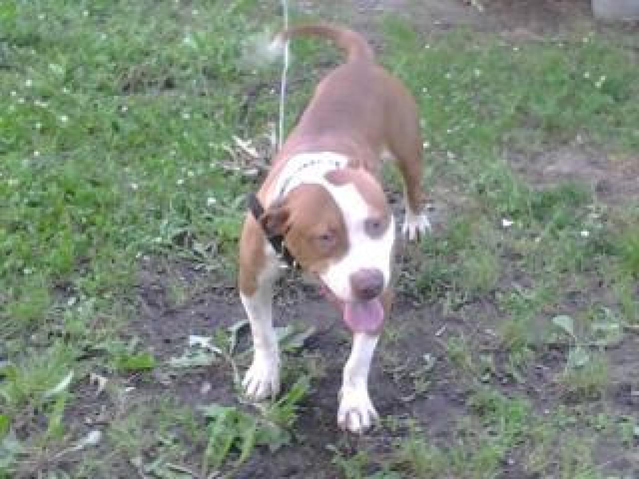 Photo of the dog