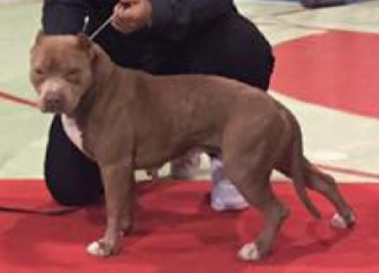 Photo of the dog