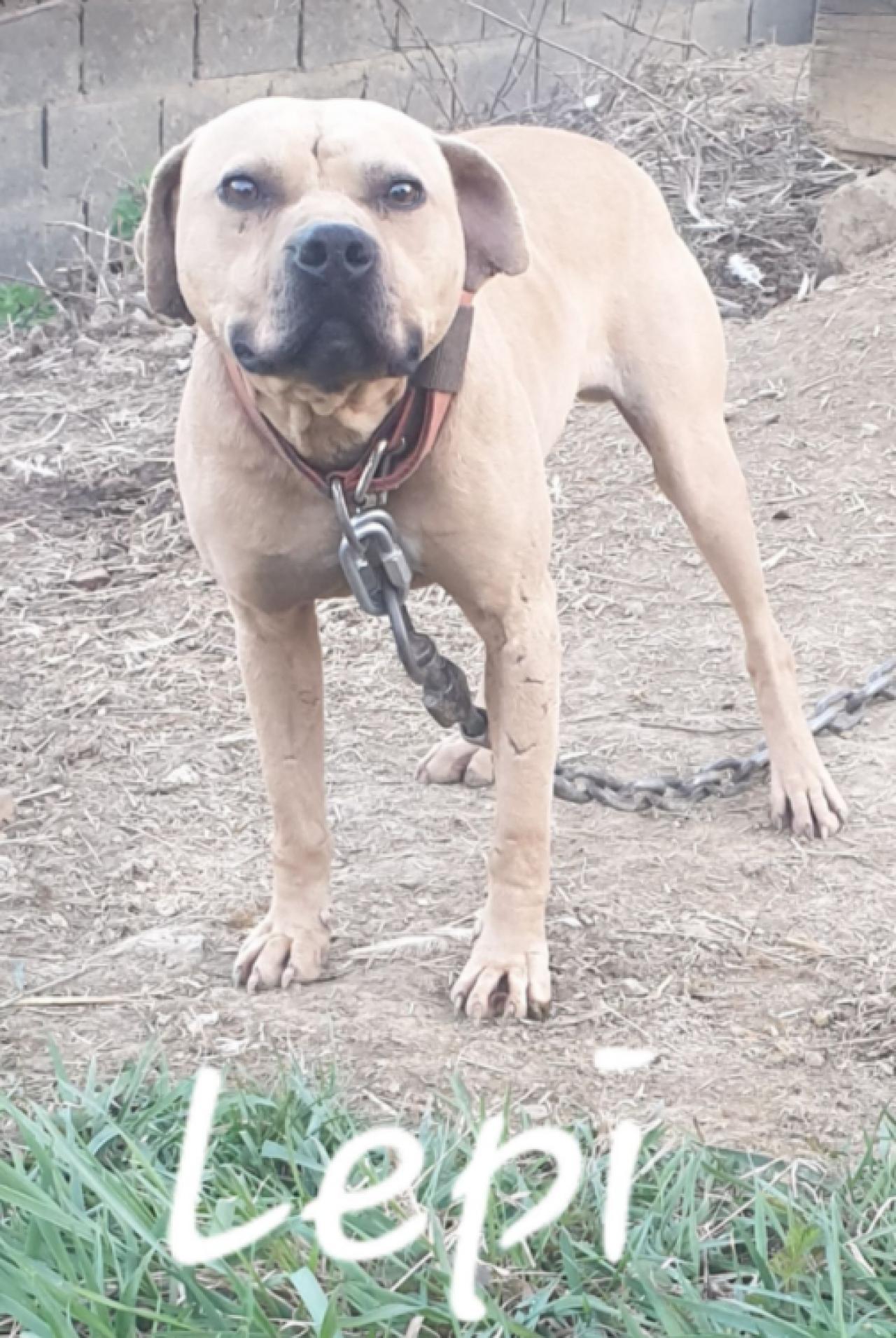 Photo of the dog