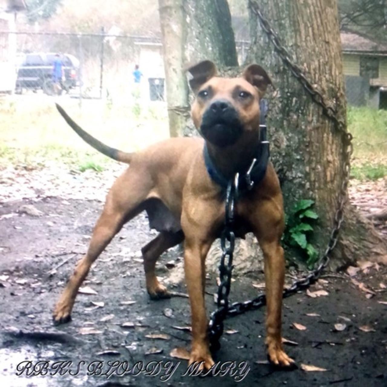 Photo of the dog