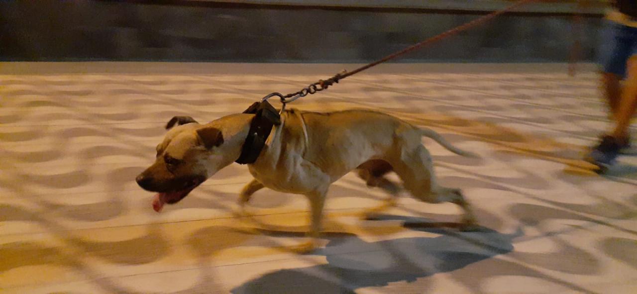 Photo of the dog