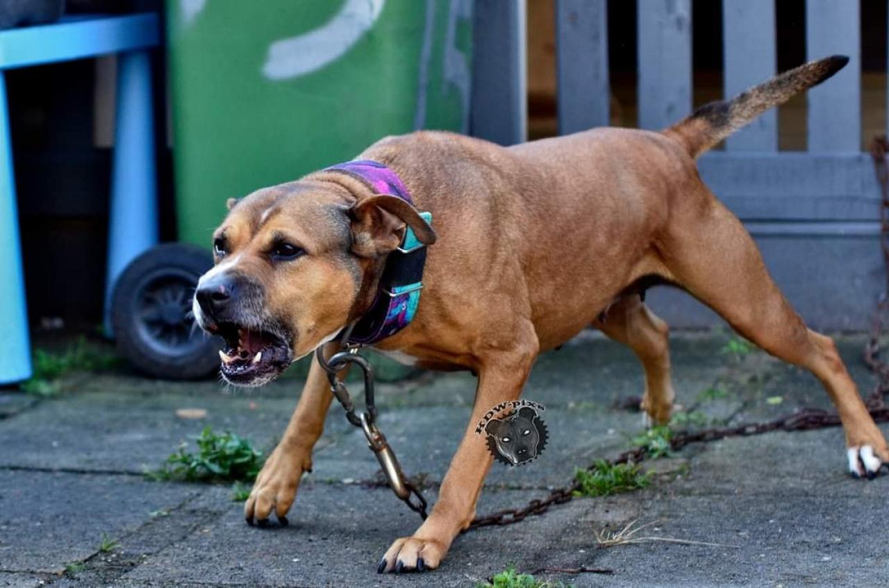 Photo of the dog