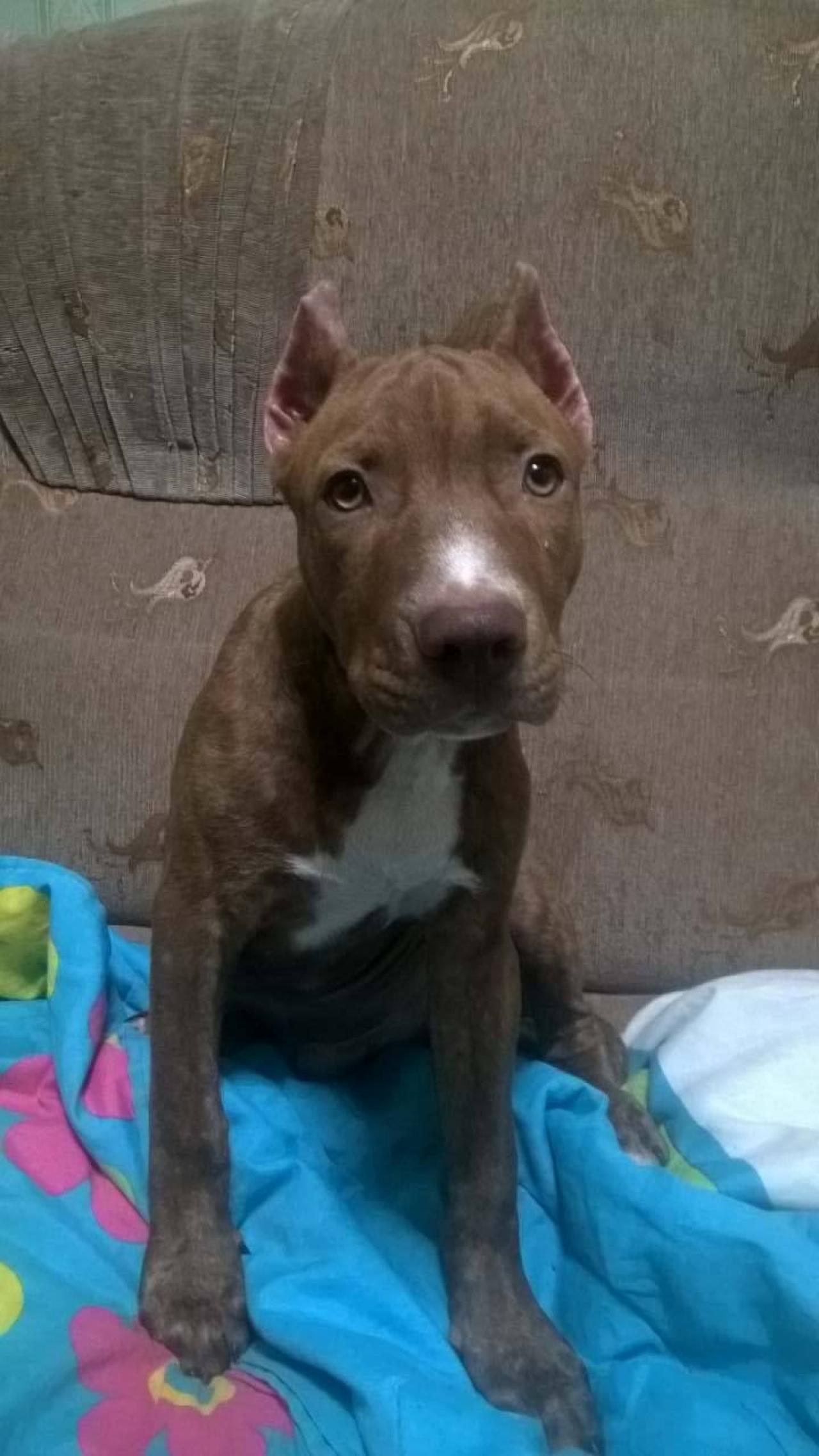 Photo of the dog