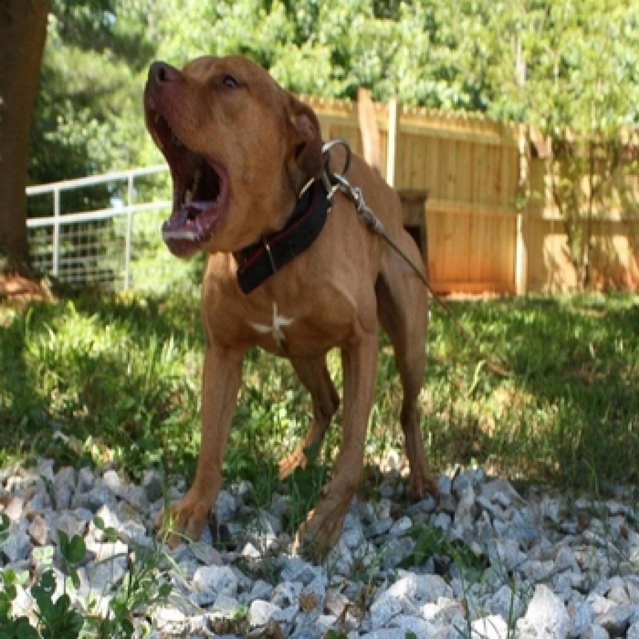 Photo of the dog