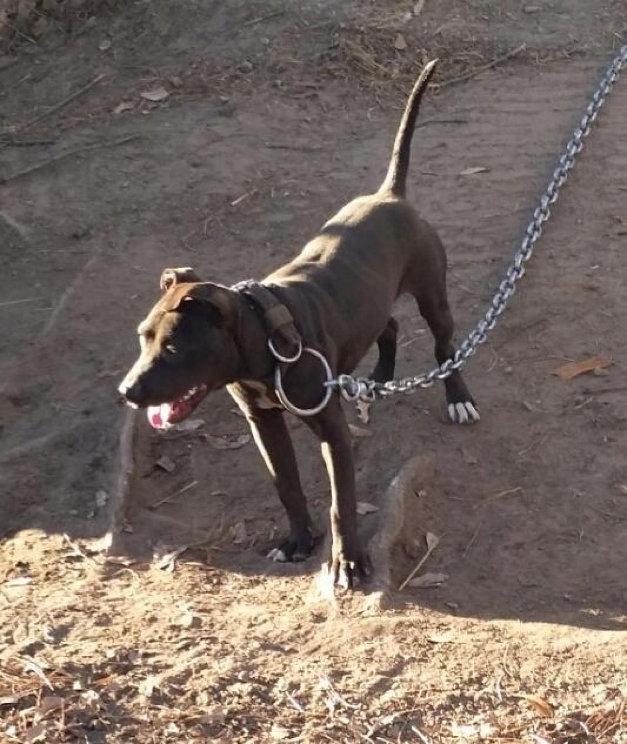 Photo of the dog