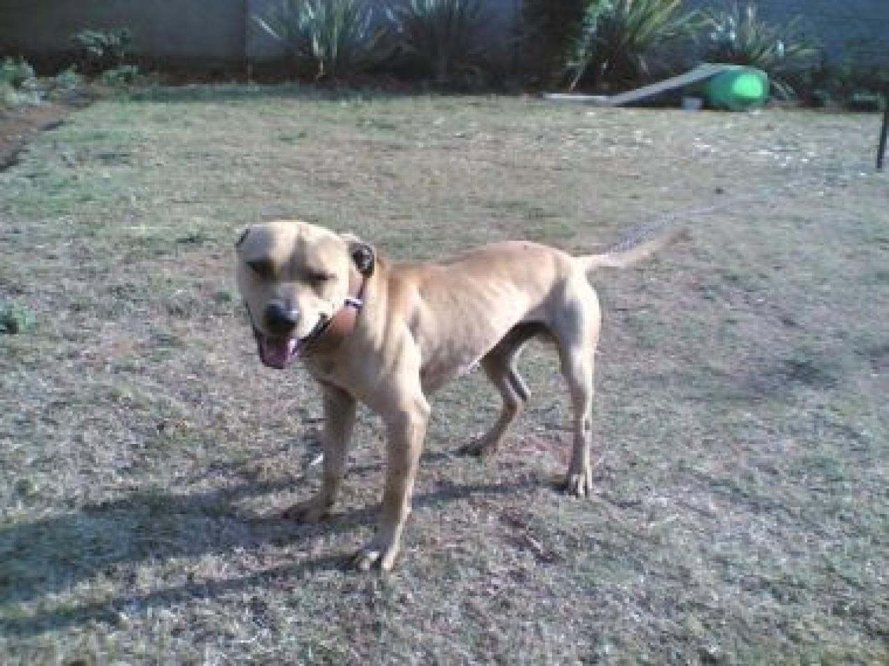 Photo of the dog