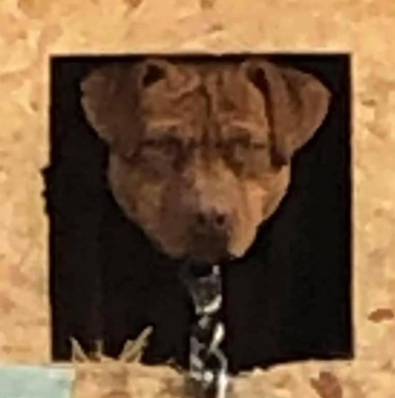 Photo of the dog