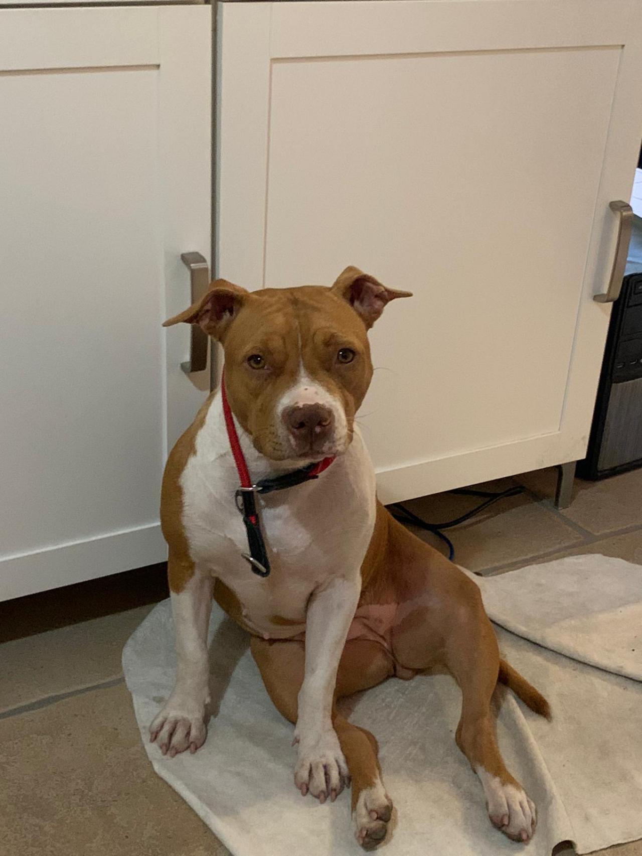 Photo of the dog