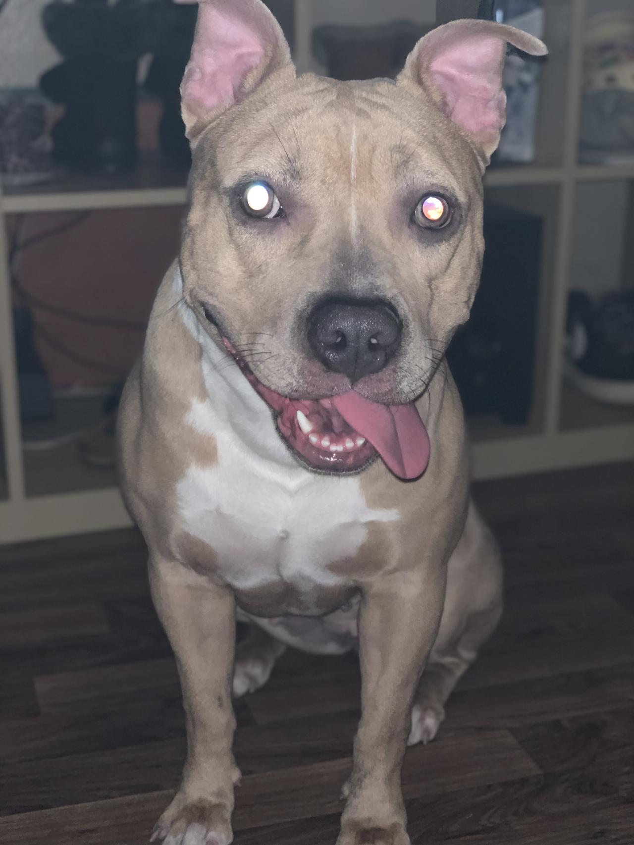 Photo of the dog